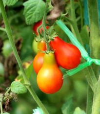 Paradajka Červená hruška - Solanum lycopersicum - semená paradajky - 7 ks