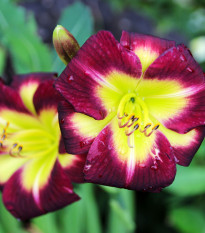 Ľaliovka Night Beacon - Hemerocallis - hľuzy ľaliovky - 1 ks