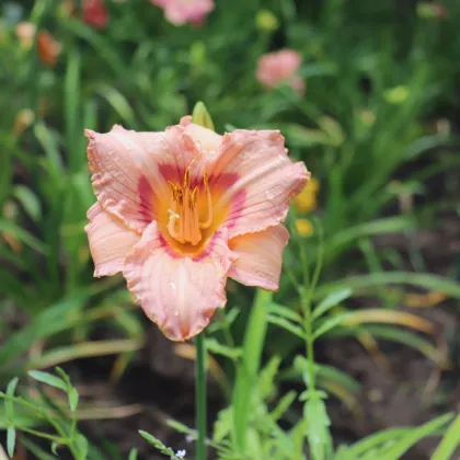 Ľaliovka Longsfield Glory - Hemerocallis - hľuzy ľaliovky - 1 ks