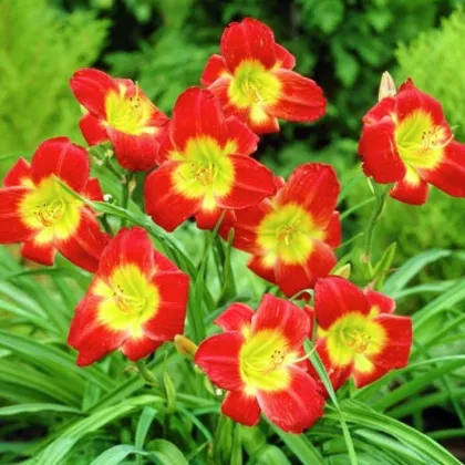 Ľaliovka Longsfield Red Baron - Hemerocallis - hľuzy ľaliovky - 1 ks