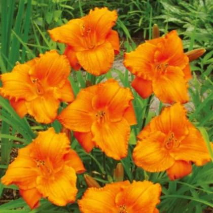 Ľaliovka Tiger Blood - Hemerocallis - hľuzy ľaliovky - 1 ks