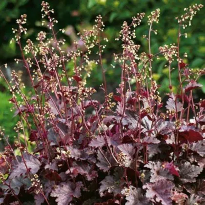 Heuchera Purple Palace - Heuchera - voľnokorenné sadenice heuchery - 1 ks