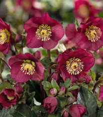 Čemerica purpurová - Helleborus purpurascens - voľnokorenné sadenice čemerice - 1 ks