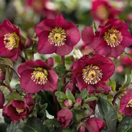 Čemerica purpurová - Helleborus purpurascens - voľnokorenné sadenice čemerice - 1 ks