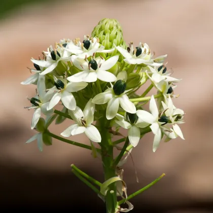 Bledavka Saundersov - Ornithogalum saundersiae - cibuľa bledavky - 1 ks