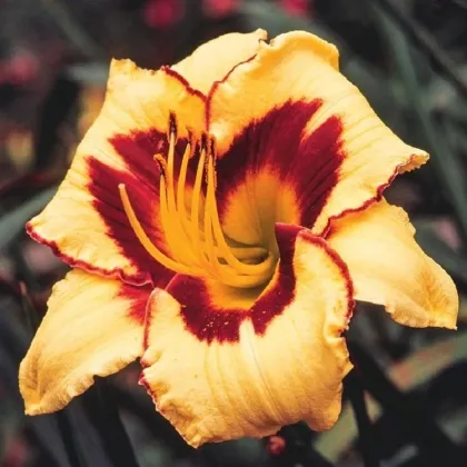 Ľaliovka Eye on America - Hemerocallis - hľuzy ľaliovky - 1 ks