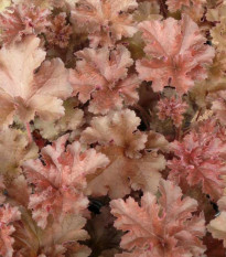 Heuchera Cappuccino - Heuchera - voľnokorenné sadenice heuchery - 1 ks