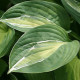 Funkia - Hosta Snake Eyes - hľuzy funkie - 1 ks