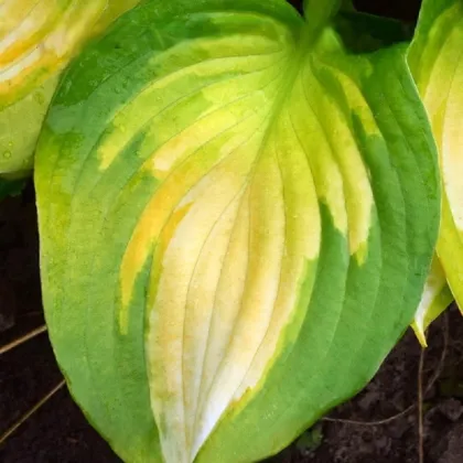 Funkia - Hosta Banana Bay - hľuzy funkie - 1 ks