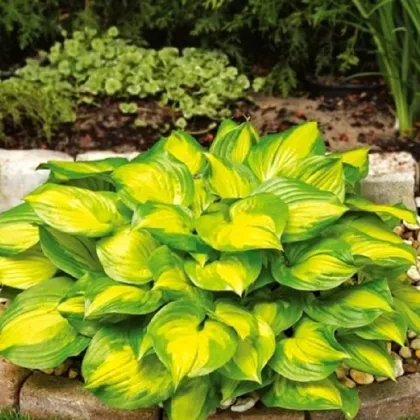 Funkia - Hosta Banana Bay - hľuzy funkie - 1 ks