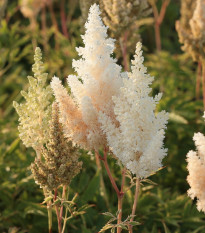 Astilba Weissa Gloria - Astilbe arendsii - hľuzy astilby - 1 ks