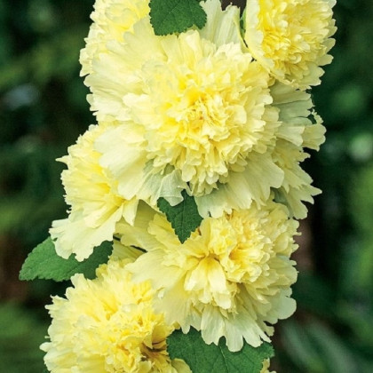 Topoľovka Spring Celebrities Lemon - Alcea - voľnokorenné sadenice topoľovky - 1 ks
