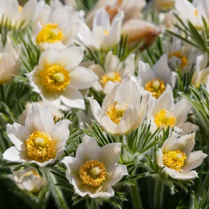 Poniklec biely - Pulsatilla - jednoducho korenené sadenice - 1 ks