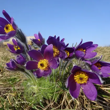 Poniklec modrý - Pulsatilla - voľnokorenné sadenice poniklecu - 1 ks