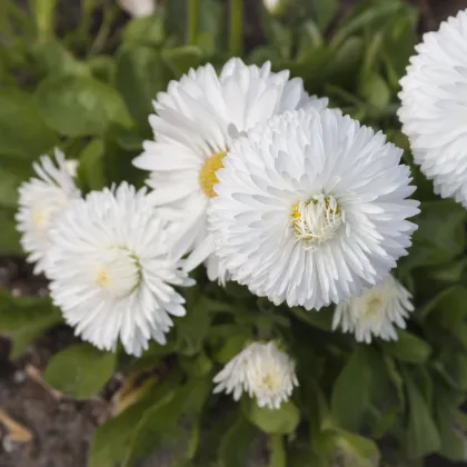 Sedmokráska obyčajná Habanera biela - Bellis perennis - semená sedmokrásky - 40 ks