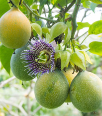 Mučenka pruhovaná sladká - Passiflora ligularis - semená mučenky - 4 ks