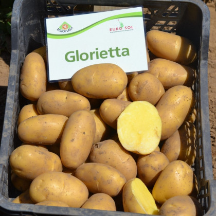 BIO Sadbové zemiaky Glorietta - Solanum tuberosum - bio zemiaky - 10 ks