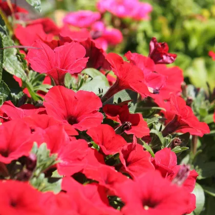 Petúnia Musica Red F1 - Petunia x grandiflora - semená petúnie - 30 ks