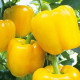 Paprika Beluga Yellow F1 - Capsicum annuum - semená papriky - 5 ks