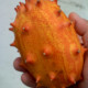 Africký melón Kiwano - Cucumis metuliferus - semená afrického melóna - 8 ks