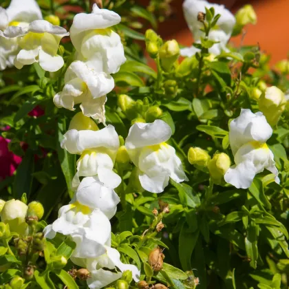 Papuľka väčšia Leo F1 White - Antirrhinum majus - semená papuľky - 20 ks