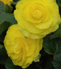 Begónie Nonstop F1 Yellow - Begonia tuberhybrida - semená begónie - 20 ks