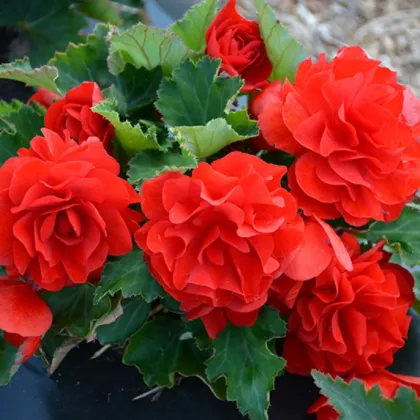 Begónia Nonstop F1 Red - Begonia tuberhybrida - semená begónie - 20 ks