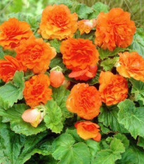 Begónia Nonstop F1 Orange - Begonia tuberhybrida - semená begónie - 20 ks