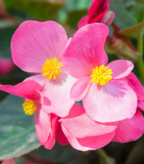 Begónia Superstar F1 Rose - Begonia semperflorens - semená begónie - 20 ks