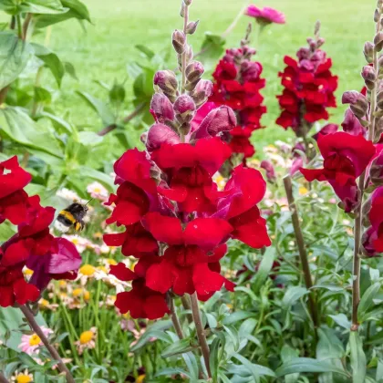 Papuľka väčšia Rocket F1 Red - Antirrhinum majus - semená papuľky - 20 ks