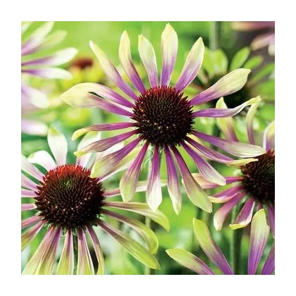 Echinacea Green Twister - Echinacea purpurea - voľnokorenné sadenice echinacey - 1 ks