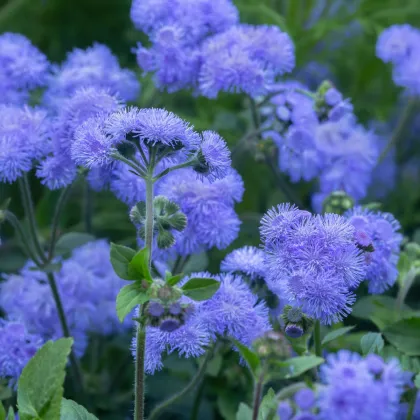 Agerát mexický Blue - Ageratum houstonianum - semená agerátu - 50 ks