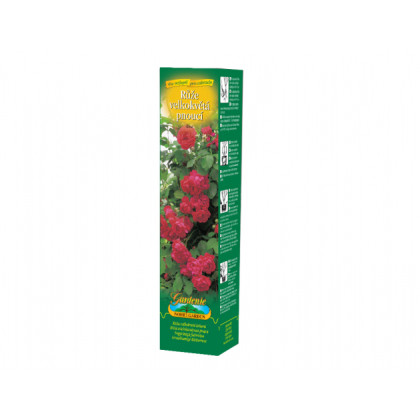 Ruža veľkokvetá popínavá červená - Rosa - voľnokorenné sadenice ruží - 1 ks