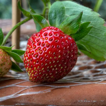 Jahody stáleplodiace Ariba Deep Rose F1 - Fragaria ananassa - semená jahôd - 10 ks