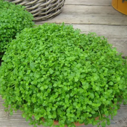 Mäta pieporná Mini Mint - Mentha piperita - semená mäty - 20 ks