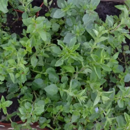 Grécke oregano Kreta - Origanum hirtum - semená oregana - 200 ks