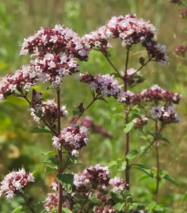 Dobromyseľ obyčajná Aromata - Origanum vulgare - semená dobromyseľu - 1000 ks