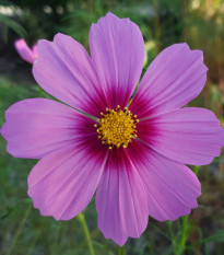 Krasuľka perovitá Cosmini Pink - Cosmos bipinnatus - semená krasuľky - 20 ks