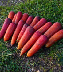 BIO Mrkva raná Rouge Sang - Daucus carota - bio semená mrkvy - 200 ks