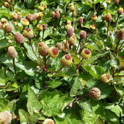 Acmella oleracea - Spilanthes oleracea - semená acmelly - 80 ks