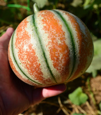 Melón cukrový Kajari - Cucumis melo - semená melónu - 6 ks