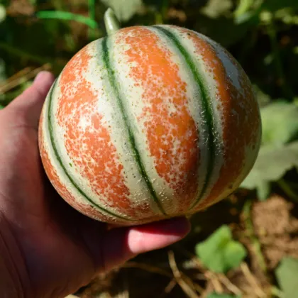 Melón cukrový Kajari - Cucumis melo - semená melónu - 6 ks