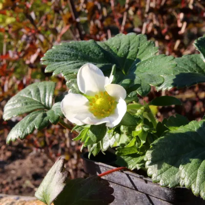 Jahody stáleplodiace Elan F1 - Fragaria ananassa - semená jahody - 10 ks