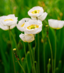 Mak Champagne Bubbles White - Papaver nudicaule - semená maku - 20 ks