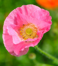 Mak Champagne Bubbles Pink - Papaver nudicaule - semená maku - 20 ks