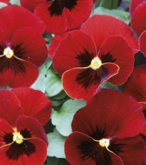 Fialka Twix F1 Red with Eye - Viola cornuta - semená fialky - 20 ks