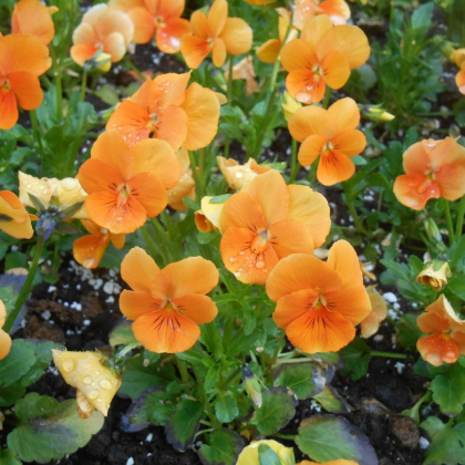 Fialka Twix F1 Orange - Viola cornuta - semená fialky - 20 ks