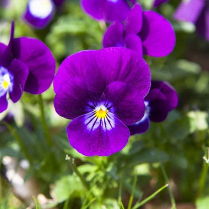Fialka Twix F1 Violet Flare - Viola cornuta - semená fialky - 20 ks