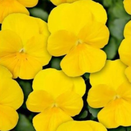 Fialka Twix F1 Yellow - Viola cornuta - semená fialky - 20 ks