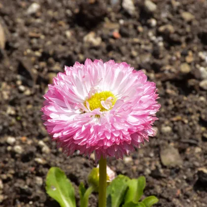 Sedmokráska chudobka Robella - Bellis perennis - semená sedmokrásky - 40 ks